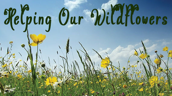 Where Have All Our Wildflowers Gone? – Tracmaster Ltd